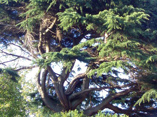 A Scots Pine